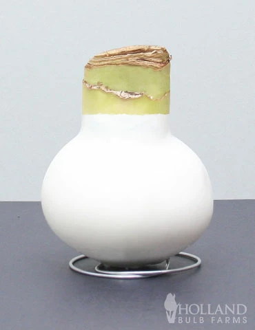 Menu Miracle Waxed Amaryllis 4 Menu Miracle Waxed Amaryllis - Image 2