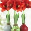 Menu Holiday Waxed Amaryllis Collection (3-Pack) 2 Menu Holiday Waxed Amaryllis Collection (3-Pack) -plant shop 92170 wax amaryllis holiday collection 2