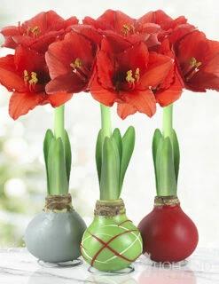 Menu Holiday Waxed Amaryllis Collection (3-Pack)