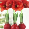 Menu Red Waxed Amaryllis Collection (3-Pack) -plant shop 92171 red wax amaryllis collection 2