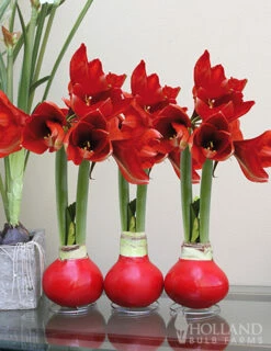 Menu Red Waxed Amaryllis Collection (3-Pack) -plant shop 92171 red wax amaryllis collection on table2