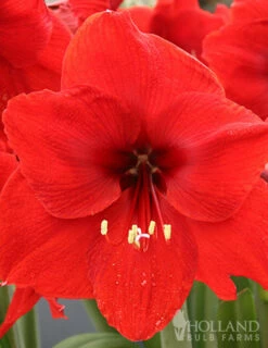 Menu Premium Amaryllis Kit Collection -plant shop 92172 red lion amaryllis