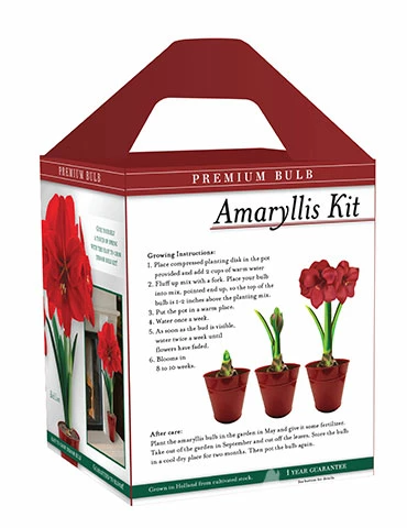 Menu Premium Red Lion Amaryllis Kit 5 Menu Premium Red Lion Amaryllis Kit - Image 3