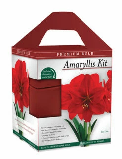 Menu Premium Amaryllis Kit Collection -plant shop 92172 red lion amaryllis box front