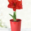 Menu Premium Red Lion Amaryllis Kit -plant shop 92172 red lion amaryllis kit 2 1