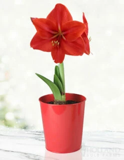 Menu Premium Red Lion Amaryllis Kit