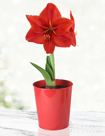 Menu Premium Red Lion Amaryllis Kit 3 Menu Premium Red Lion Amaryllis Kit