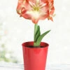 Menu Premium Minerva Amaryllis Gift Box Kit 2 Menu Premium Minerva Amaryllis Gift Box Kit -plant shop 92173 minerva amaryllis kit 2 1