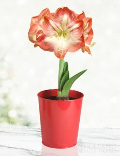 Menu Premium Minerva Amaryllis Gift Box Kit