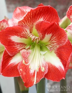 Menu Premium Amaryllis Kit Collection -plant shop 92173 minerva amaryllis kit