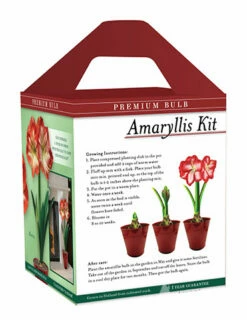Menu Premium Minerva Amaryllis Gift Box Kit -plant shop 92173 minerva amaryllis kit box back 1