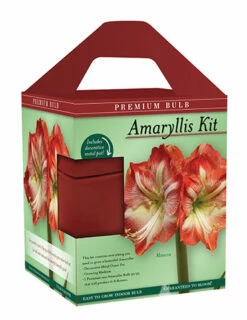 Menu Premium Minerva Amaryllis Gift Box Kit -plant shop 92173 minerva amaryllis kit box front 1