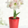 Menu Premium Charming Amaryllis Gift Kit -plant shop 92174 charming amaryllis kit 2 1