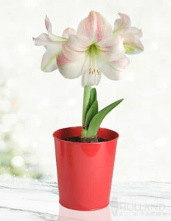 Menu Premium Amaryllis Kit Collection -plant shop 92174 charming amaryllis kit 2