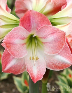 Menu Premium Amaryllis Kit Collection -plant shop 92174 charming amaryllis kit