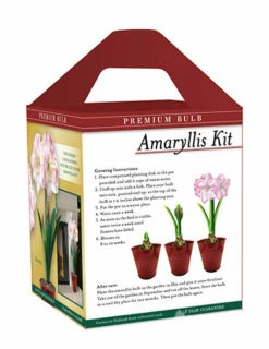 Menu Premium Charming Amaryllis Gift Kit -plant shop 92174 charming amaryllis kit box back 1