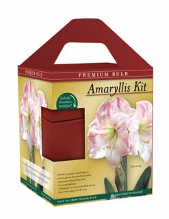 Menu Premium Charming Amaryllis Gift Kit -plant shop 92174 charming amaryllis kit box front 1