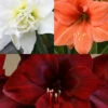 Menu Exquisite Amaryllis Collection -plant shop 92175 exquisite amaryllis collection2