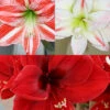 Menu Peppermint Amaryllis Collection 1 Menu Peppermint Amaryllis Collection -plant shop 92176 peppermint amaryllis collection