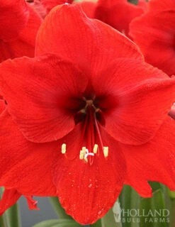 Menu Red Lion Amaryllis Value Pack -plant shop 92178 red lion amaryllis value pack