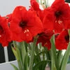 Menu Red Lion Amaryllis Value Pack -plant shop 92178 red lion amaryllis value pack multiple