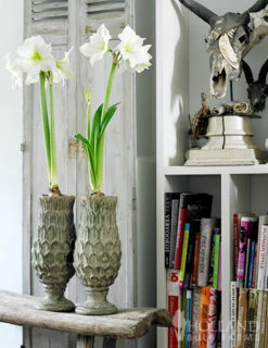 plant shop -plant shop 92179 matterhorn amaryllis