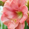 Menu Susan Amaryllis Value Pack -plant shop 92180 susan amaryllis 2