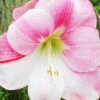 Menu Apple Blossom Amaryllis Giftbox Kit -plant shop 92181 apple blossom value pack 1