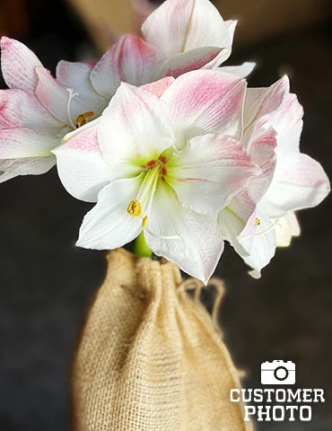 Menu Apple Blossom Amaryllis Giftbox Kit 4 Menu Apple Blossom Amaryllis Giftbox Kit - Image 2