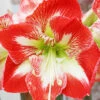 Menu Minerva Amaryllis Value Pack -plant shop 92182 minerva amaryllis value pack