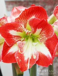Menu Minerva Amaryllis Value Pack