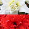 Menu Duchess Double Amaryllis Duo -plant shop 92183 duchess double amaryllis duo