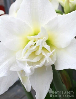 Menu Duchess Double Amaryllis Duo -plant shop 92183 duchess double amaryllis duo 3