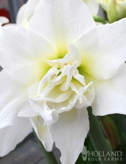 Menu Lady Peacock Double Amaryllis Duo -plant shop 92184 lady peacock double amaryllis duo 3