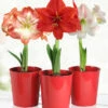 Menu Premium Amaryllis Kit Collection -plant shop 92185 premium amaryllis collection 4