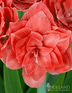 Menu Candy Nymph Amaryllis