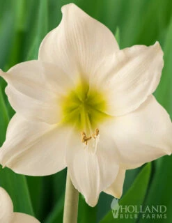 Menu Lemon Star Amaryllis