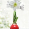 Menu Peace And Love Waxed Amaryllis -plant shop 92190 red base waxed amaryllis white flower
