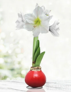 Menu Peace And Love Waxed Amaryllis