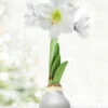 Menu Warm Wishes Waxed Amaryllis 1 Menu Warm Wishes Waxed Amaryllis -plant shop 92191 silver wax amaryllis white flower