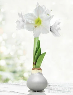 plant shop 30 Menu Warm Wishes Waxed Amaryllis