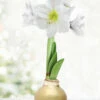 Menu Grateful Heart Waxed Amaryllis 1 Menu Grateful Heart Waxed Amaryllis -plant shop 92192 gold wax amaryllis white flower