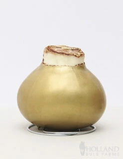 Menu Grateful Heart Waxed Amaryllis -plant shop 92192 gold wax amaryllis white flower 2