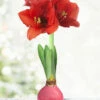 Menu Pink Waxed Amaryllis 1 Menu Pink Waxed Amaryllis -plant shop 92208 pink waxed amaryllis 3