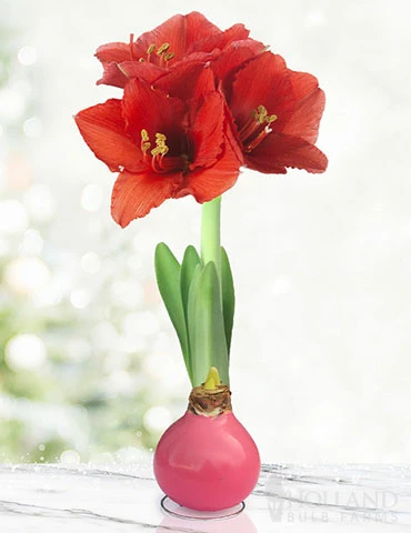 Menu Pink Waxed Amaryllis 3 Menu Pink Waxed Amaryllis