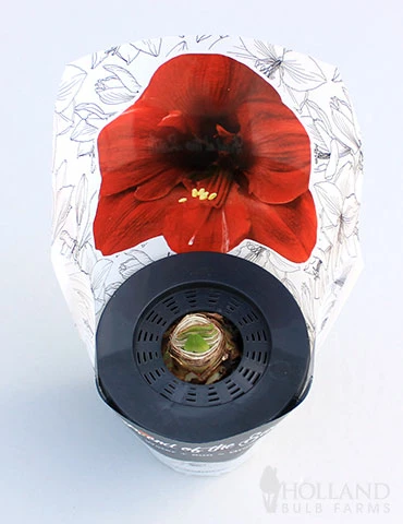 Menu Barbosa Potted Amaryllis - Gift Ready 4 Menu Barbosa Potted Amaryllis - Gift Ready - Image 2