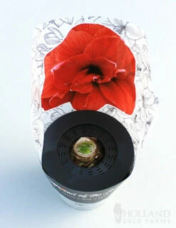 Menu Potted Amaryllis Trio Collection -plant shop 92211 pre potted bingo 2 1