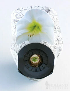 Menu Peppermint Swirl Amaryllis Trio Collection -plant shop 92212 pre potted intokazi 2