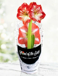 Menu Potted Amaryllis Trio Collection -plant shop 92213 pre potted minerva 1