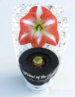 Menu Potted Amaryllis Trio Collection -plant shop 92213 pre potted minerva 2 1